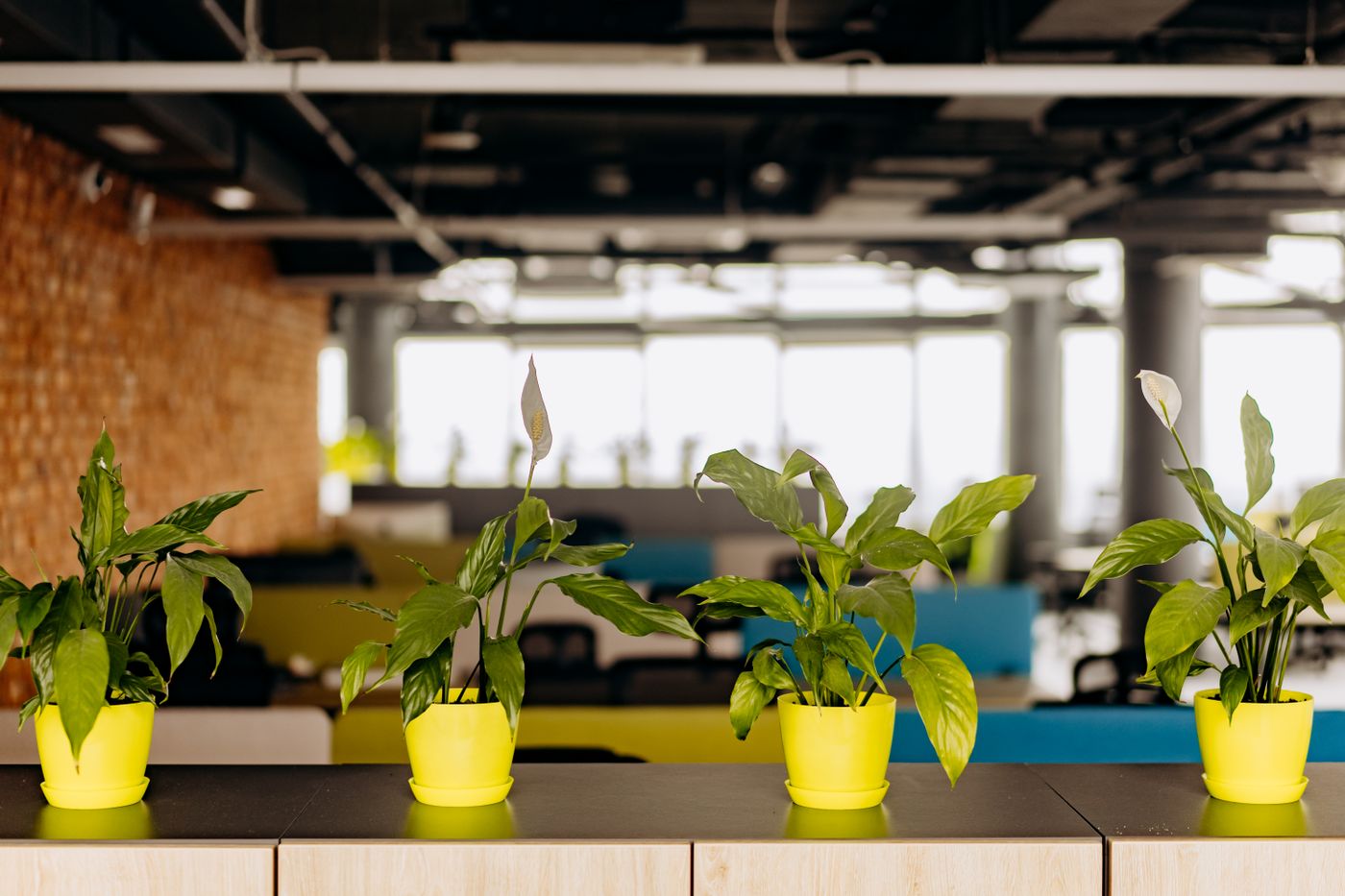 Sunlit office corner filled with green plants