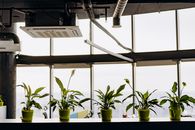 Green Potted Plants on White Wooden Shelf