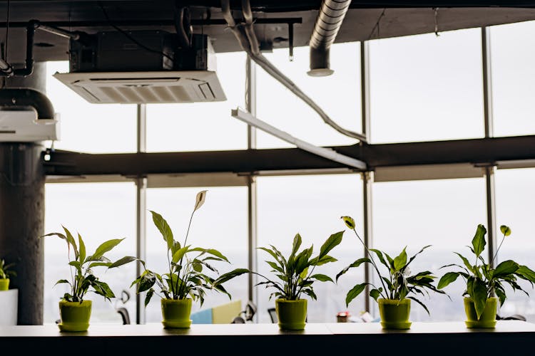 Potted Plants Near Glass Windows