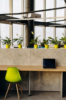 Clean and modern office desk with a laptop and potted plants, showcasing a bright and organized workspace.