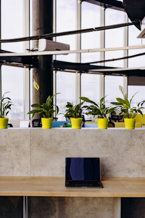 Free A Laptop on a Wooden Table Near the Potted Plants on a Concrete Wall Stock Photo