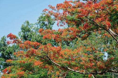 Free A stunning view of a tree with orange blossoms against a clear blue sky, highlighting nature's beauty. Stock Photo