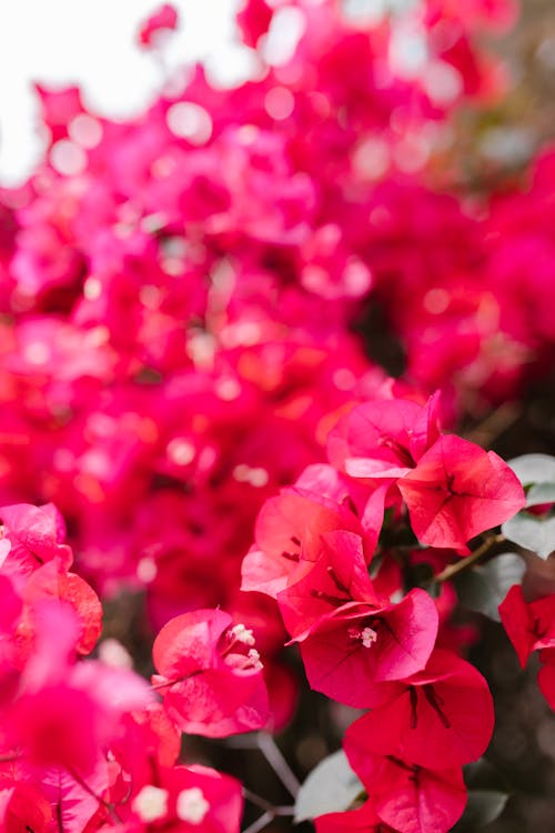 Red Flowers of Bougainvilleas