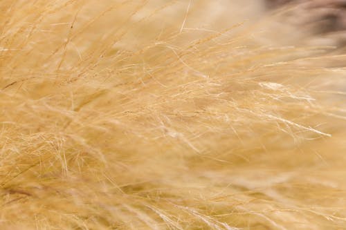 Close-Up Photo of a Mexican Feather Grass