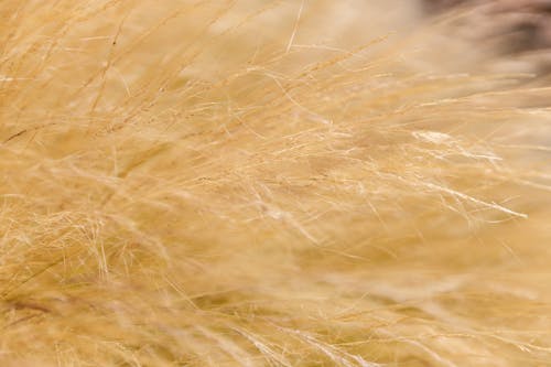 Základová fotografie zdarma na téma detail, jemný, jemný stonek