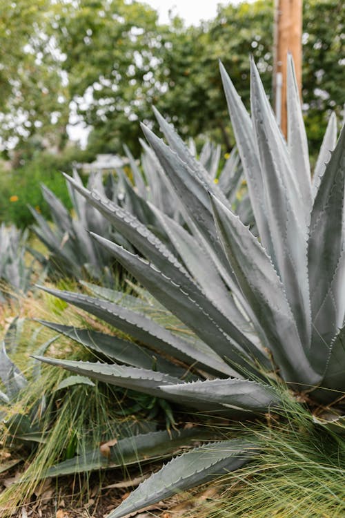 Gratis arkivbilde med agave, blader, flora