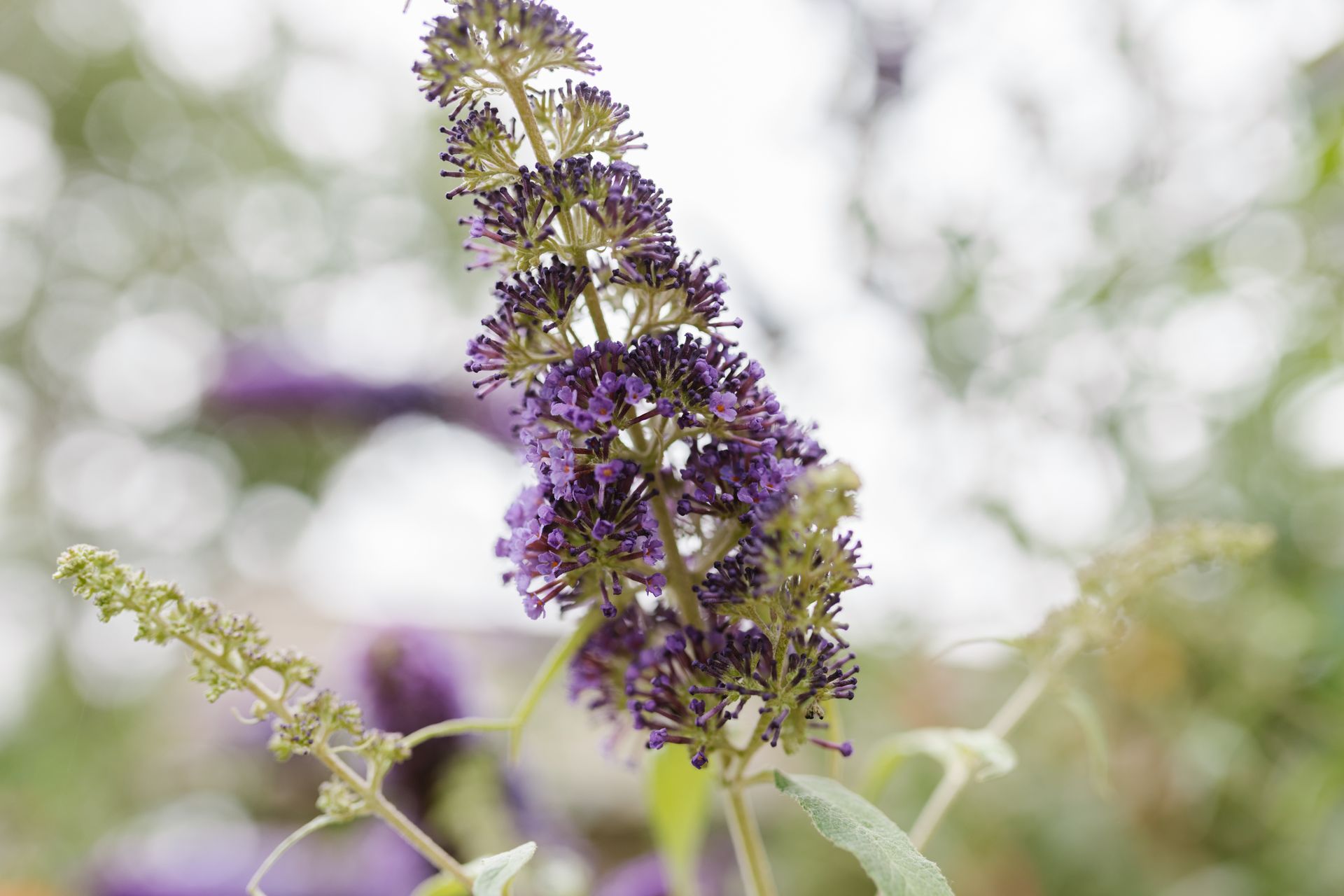 Detailed close-up of a purple Buddleia flower blooming in a garden setting.
