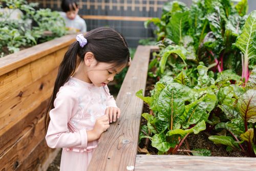 Free A young girl intently examines leafy greens in an outdoor garden, displaying curiosity and wonder. Stock Photo