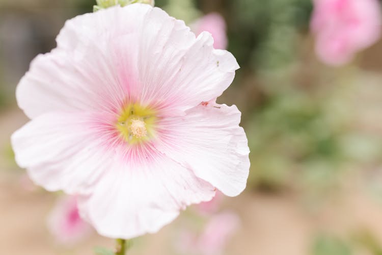 Close-Up Shot Of A Blooming Rose Mallow Flower
