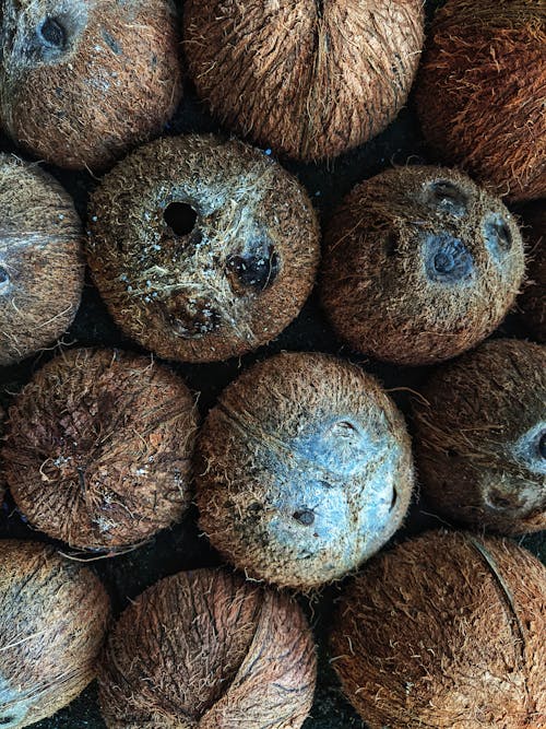 Foto stok gratis batok kelapa, buah, cokelat
