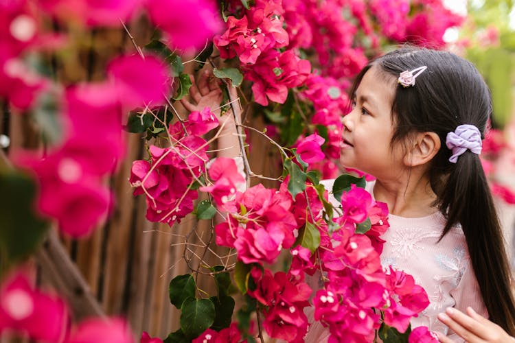 A Cute Little Girl Touching The Pink Bougainvillea Flowers