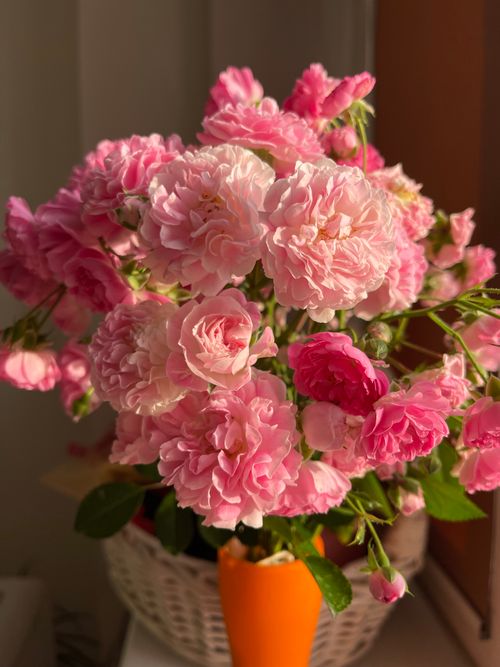 Free A beautiful close-up of pink roses in a vase, captured in warm sunlight indoors. Stock Photo