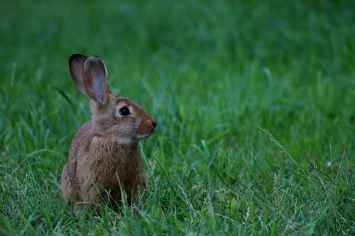 Free A close-up of a brown rabbit sitting on green grass, showcasing nature's beauty. Stock Photo