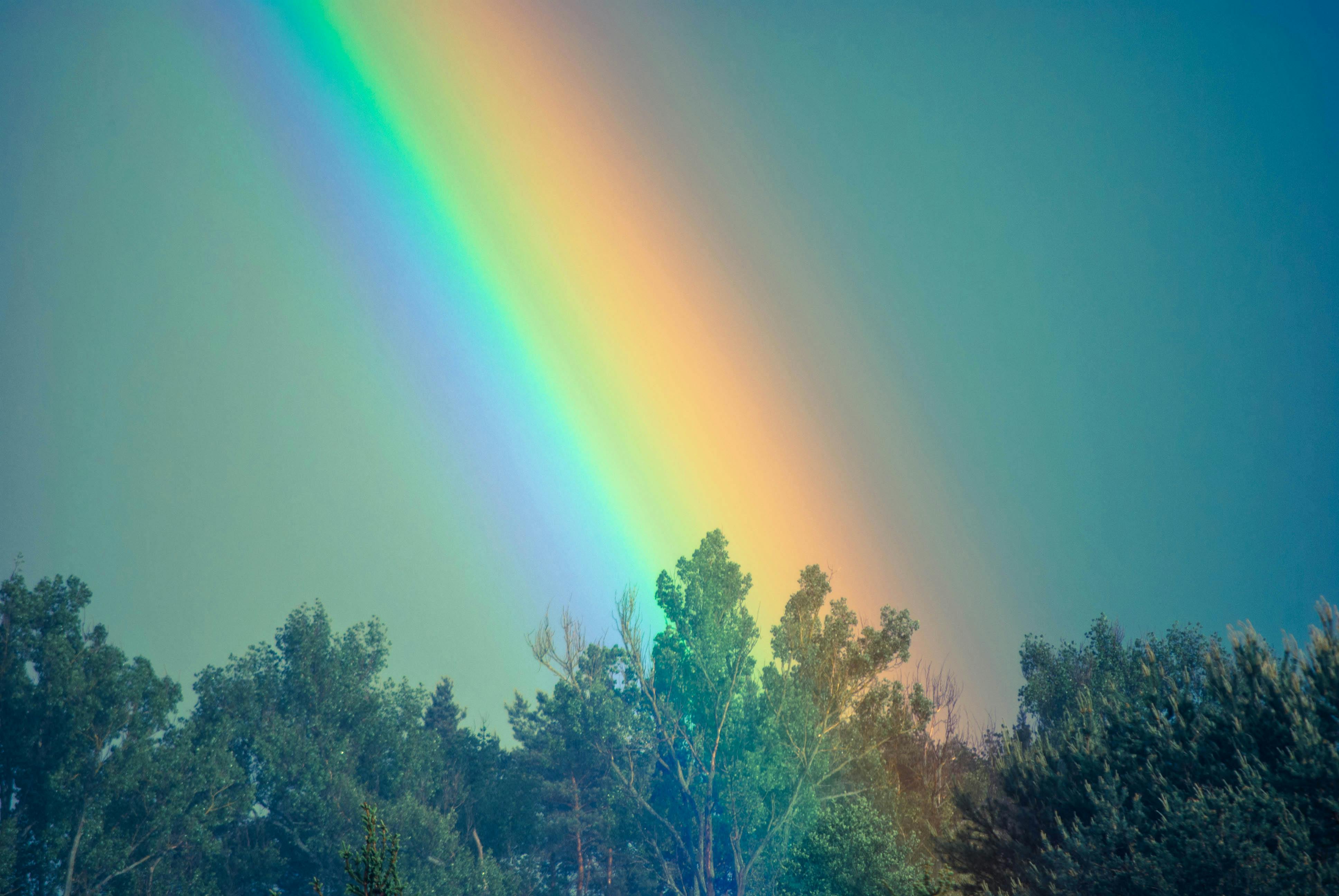 木 空 虹の無料の写真素材