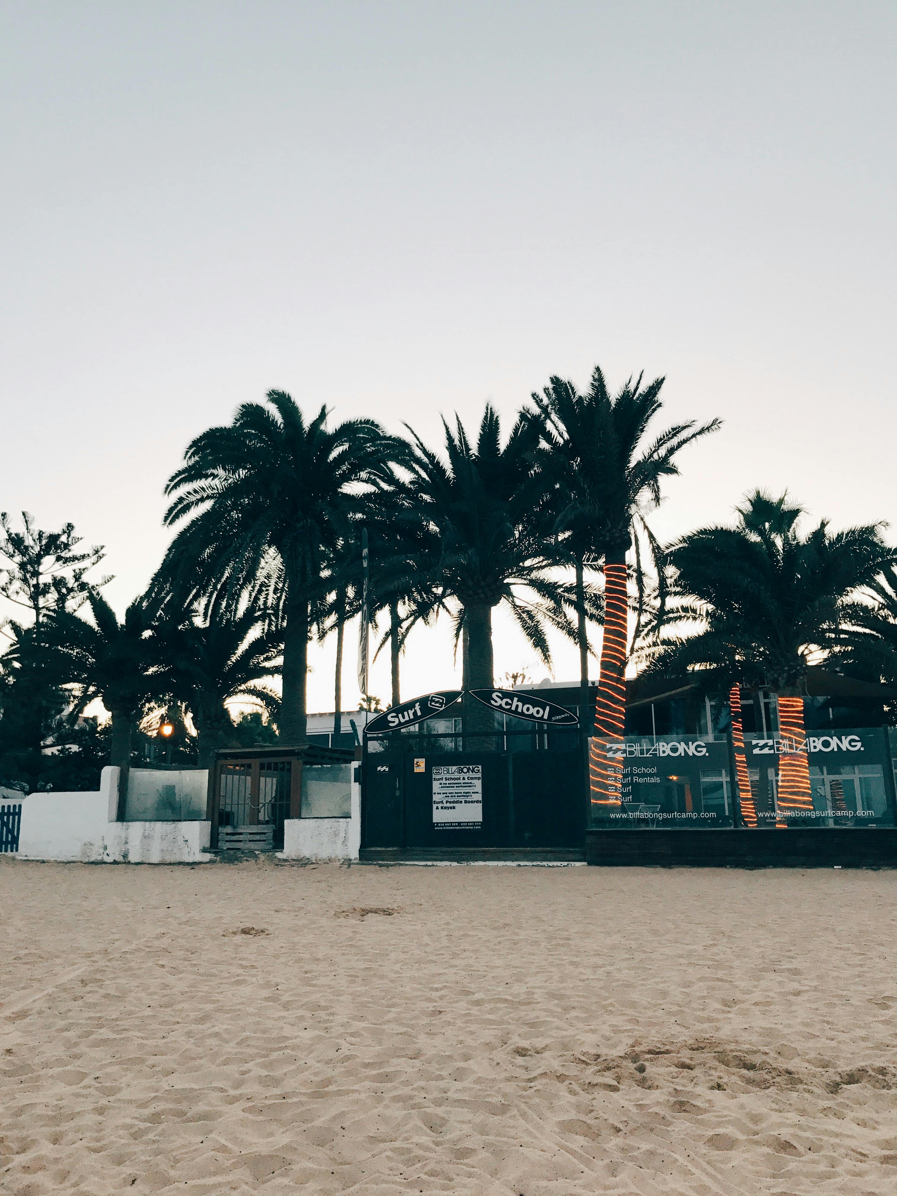 Free Silhouette of Trees on Brown Sand under Gloomy Sky Stock Photo