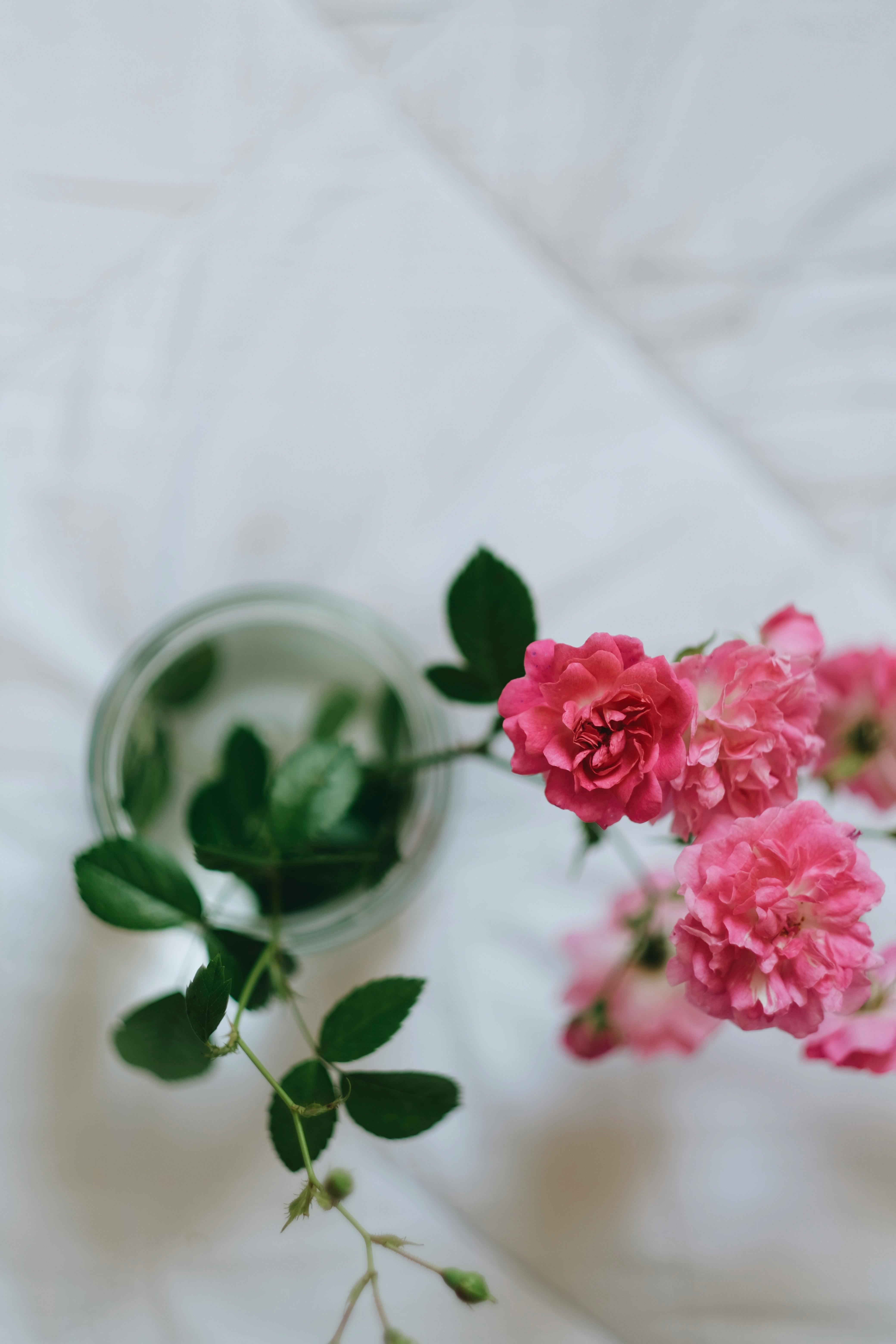 Top view of pink roses in a vase, showcasing delicate beauty and elegant decor.
