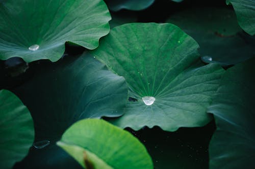 From above of water drops on fresh green leaves of delicate exotic Indian lotus aquatic plant growing in pond in park