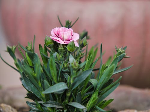 Pink Flower With Green Leaves