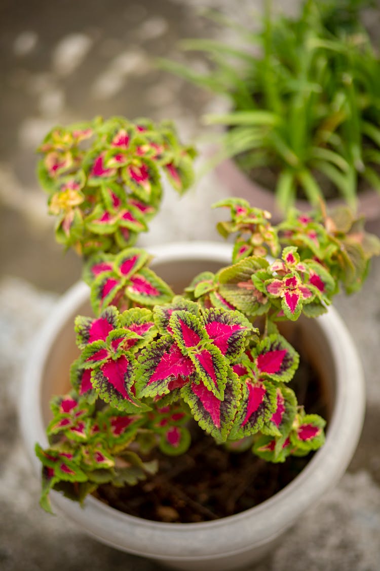 Coleus In Pot