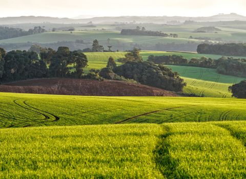 Matopiba: por que grandes projetos agrícolas enfrentam desafios no Brasil - imagem 3