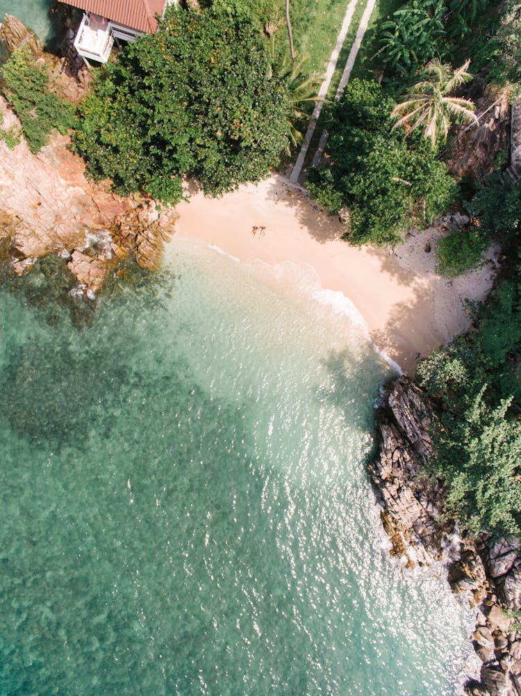 Green Body Of Water Near Trees