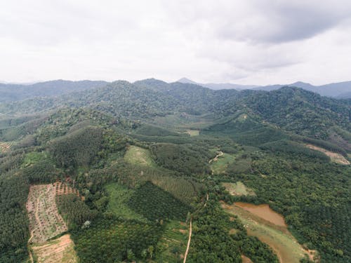 Foto profissional grátis de agricultura, árvores verdes, campo