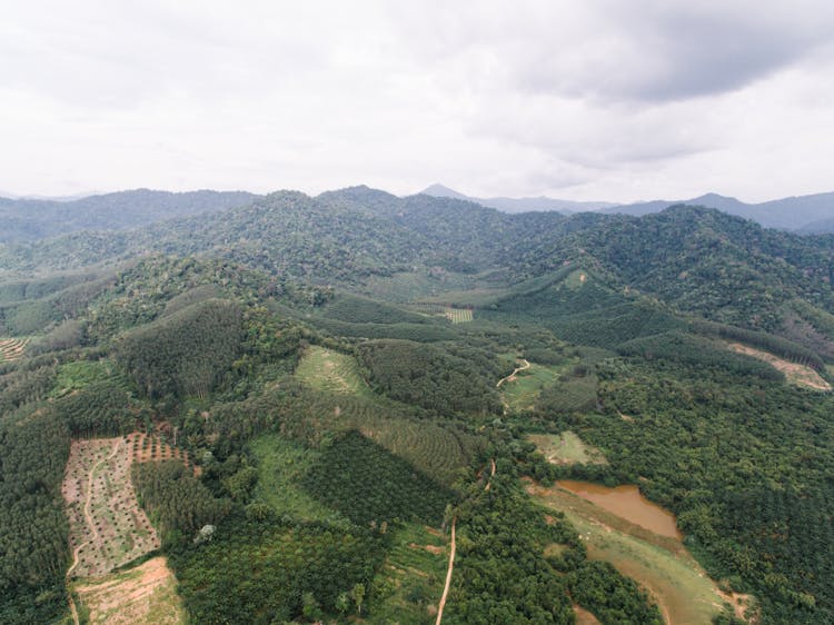 An Aerial Photography Of Green Trees On Mountains