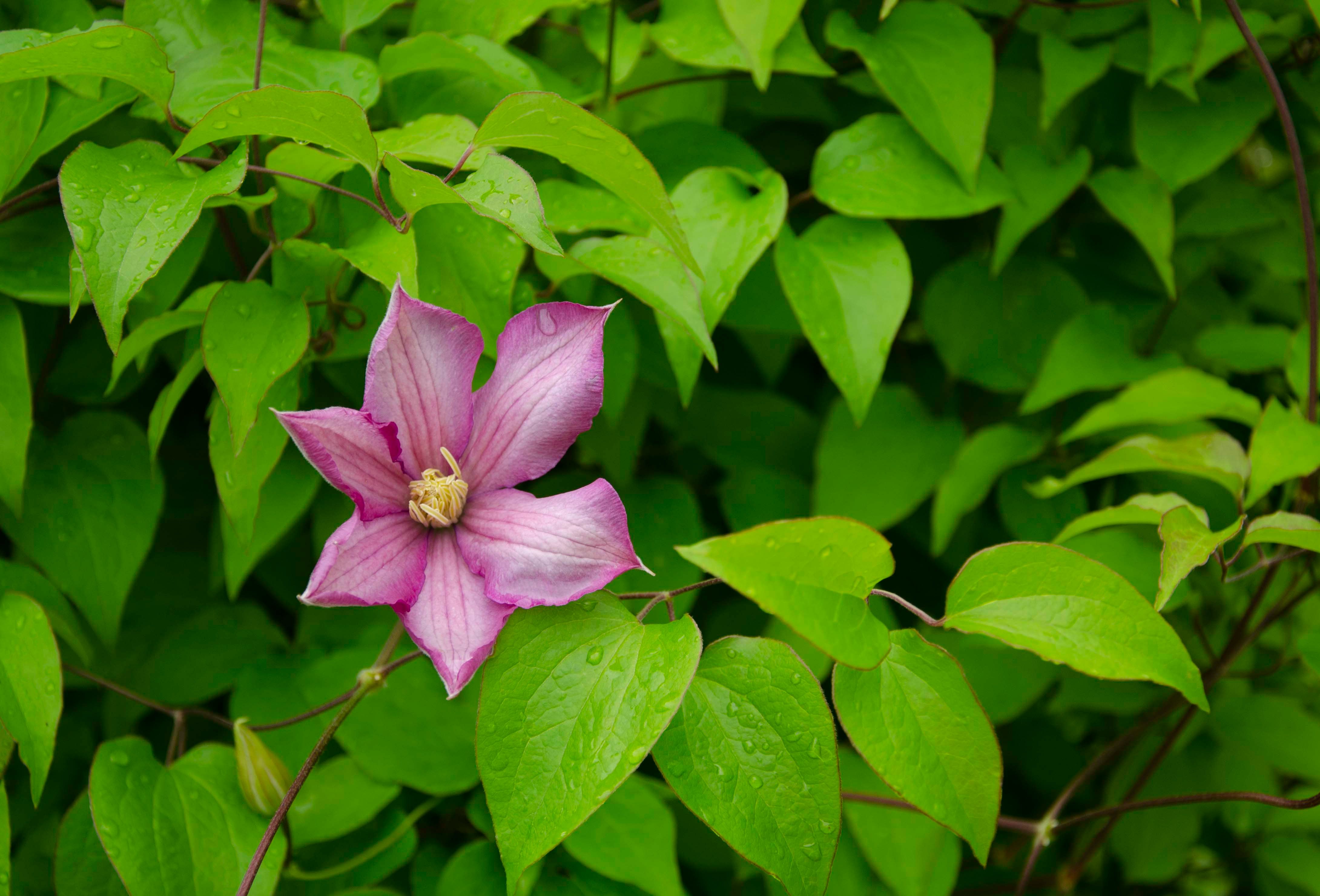 Close-up of a pink Clematis flower blooming amidst fresh green leaves in nature.