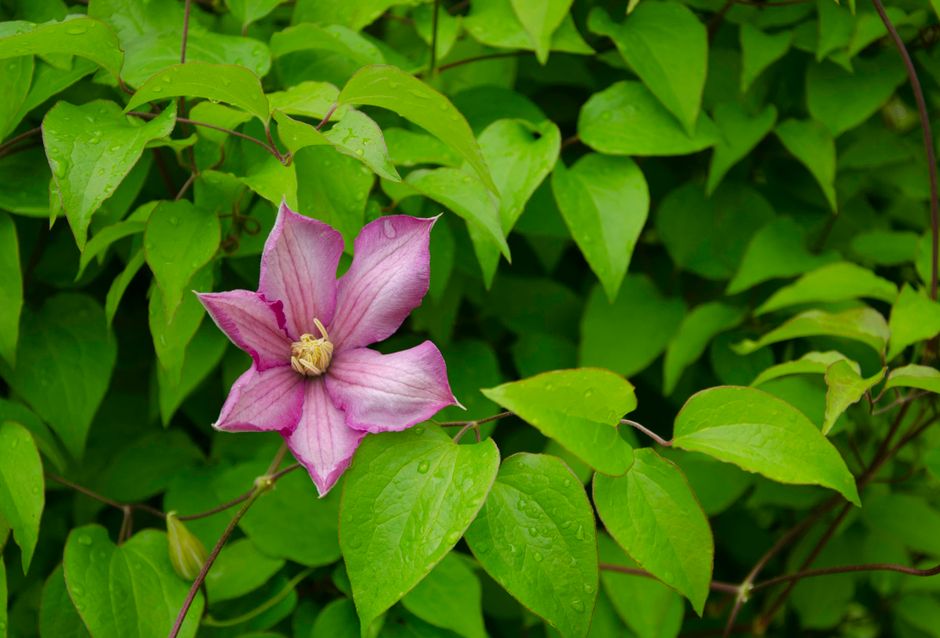 Close-up of a pink Clematis flower blooming amidst fresh green leaves in nature.
