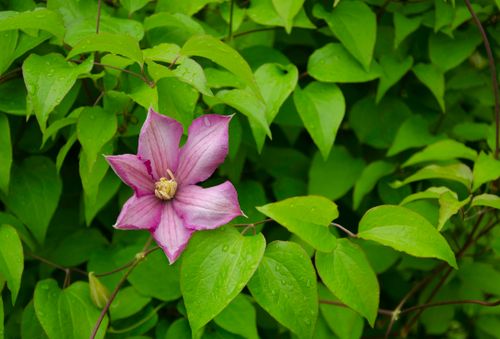 Free Close-up of a pink Clematis flower blooming amidst fresh green leaves in nature. Stock Photo