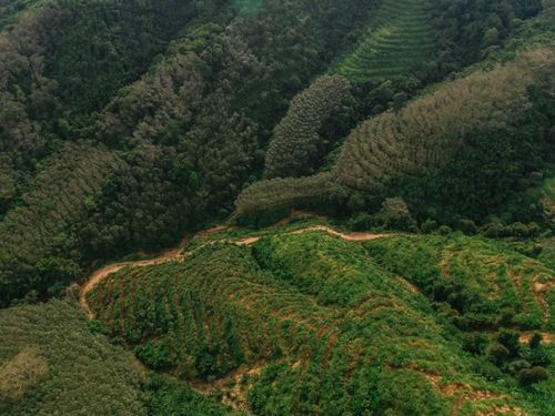 Free A stunning aerial view capturing lush green hills and dense forest vegetation. Stock Photo