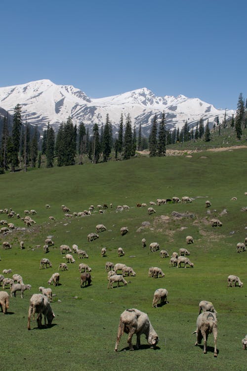 Photos gratuites de bétail, campagne, montagnes