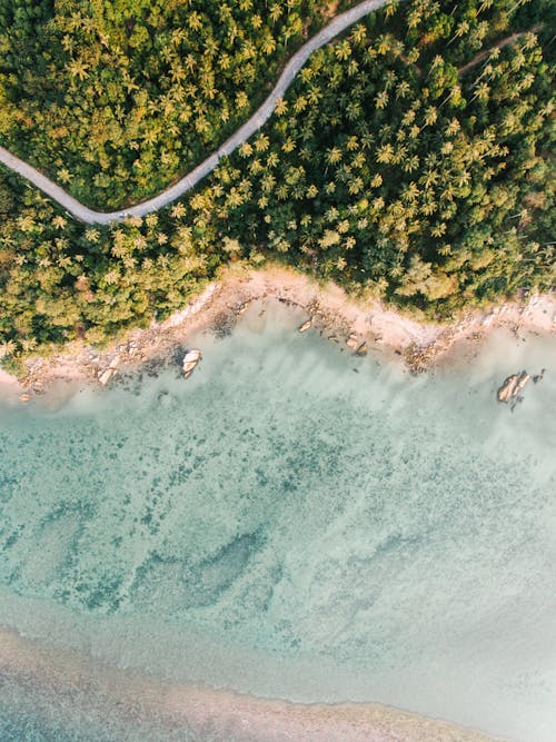 Free Aerial Photo of Trees by the Ocean Stock Photo