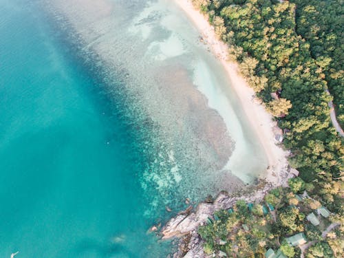 Free Aerial Photo of Trees by the Beach Stock Photo