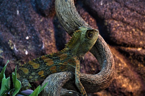 Green and Brown Lizard on Brown Tree Branch