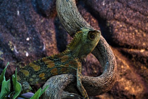 Free A vivid close-up of a lizard camouflaging on a tree branch in the wild. Stock Photo