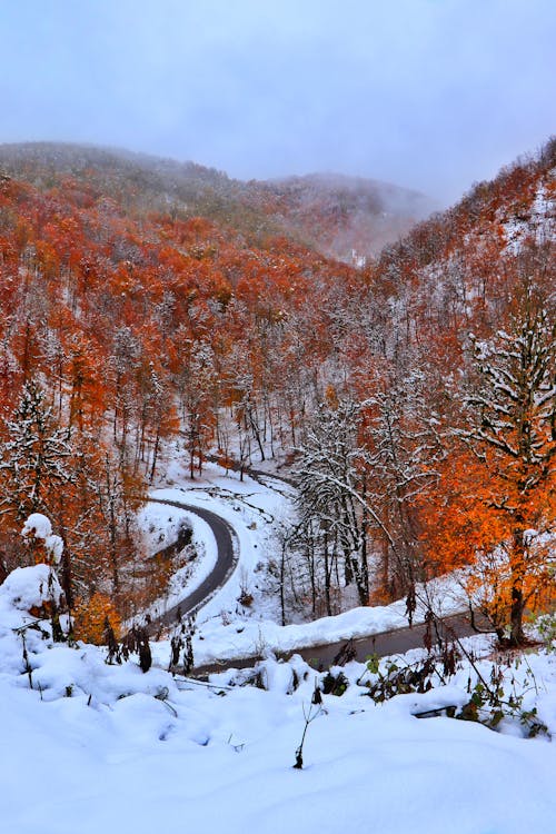 Immagine gratuita di alberi, ambiente, coperto di neve