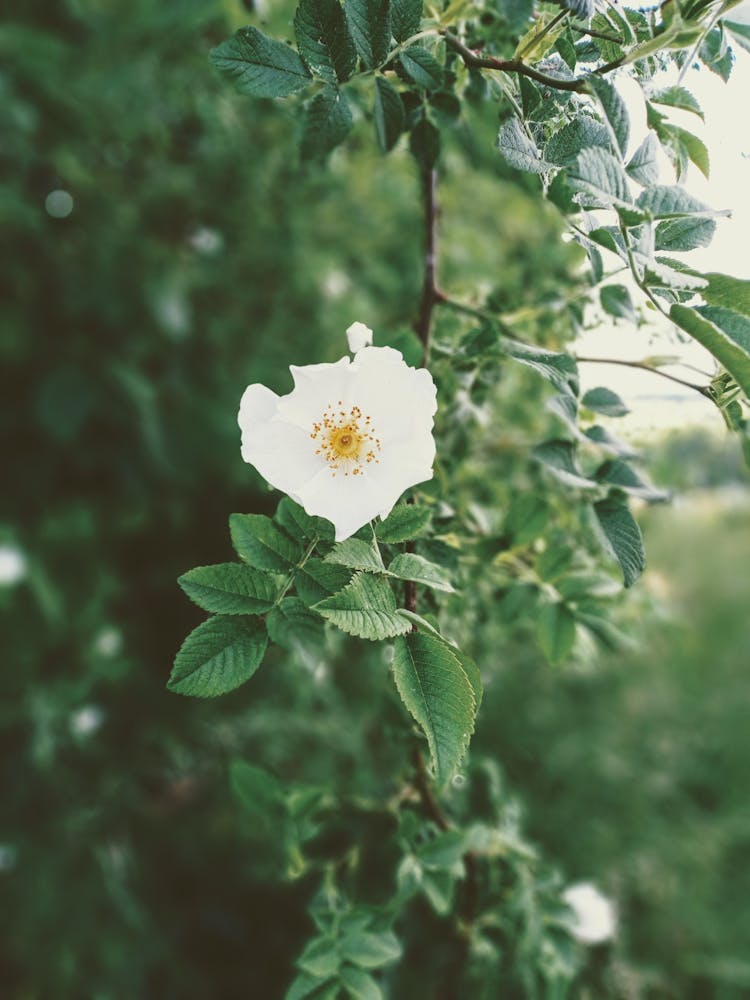White Wild Rose 