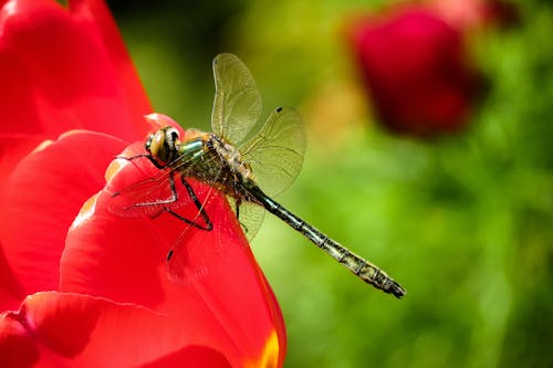 무료 곤충, 꽃잎, 동물의 무료 스톡 사진