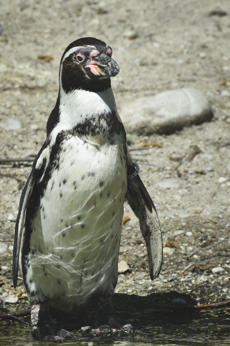 Close Up Shot Of A Humboldt Penguin