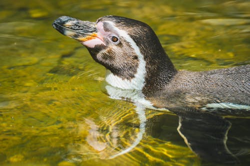 Ilmainen kuvapankkikuva tunnisteilla eläinkuvaus, humboldt pingviini, lähikuva