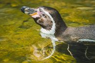 Black and White Penguin on Water