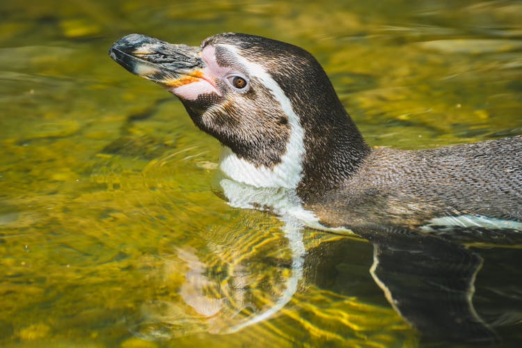 Humboldt Penguin Swimming In The Water