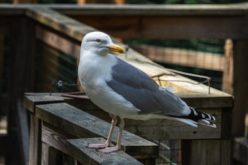 Free Close-Up Shot of Seagull Stock Photo
