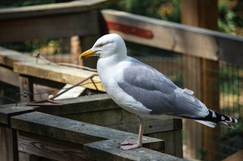 Free Close-Up Shot of Seagull
 Stock Photo