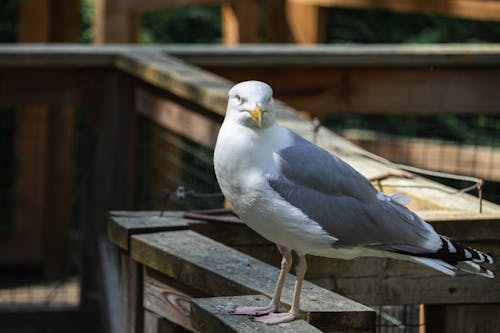 Gray and White Bird Perched on Wooden Fence