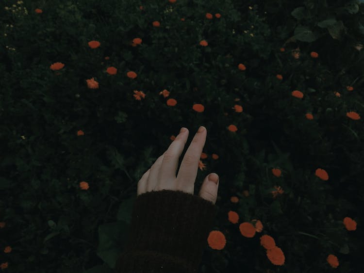 A Person's Hand Reaching For Flowers