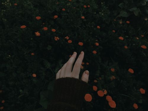 Free A hand reaches out towards marigold flowers in a dimly lit garden, capturing a serene moment. Stock Photo