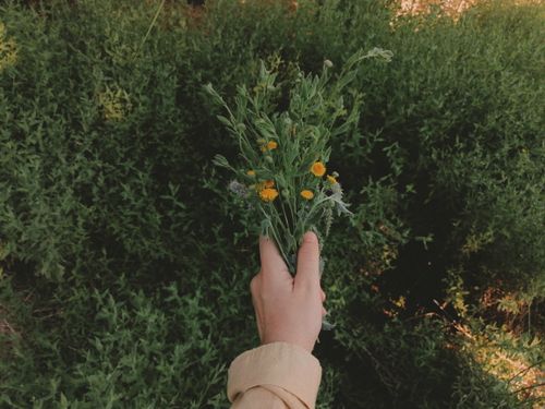 Free A hand holding vibrant wildflowers against a backdrop of lush green foliage, captured outdoors in daylight. Stock Photo