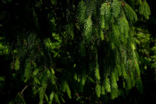 Free stock photo of background, evergreen, forest